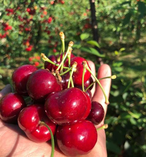 Cherry Mabig: The Perfect Ingredient for Summer Cocktails in 2020